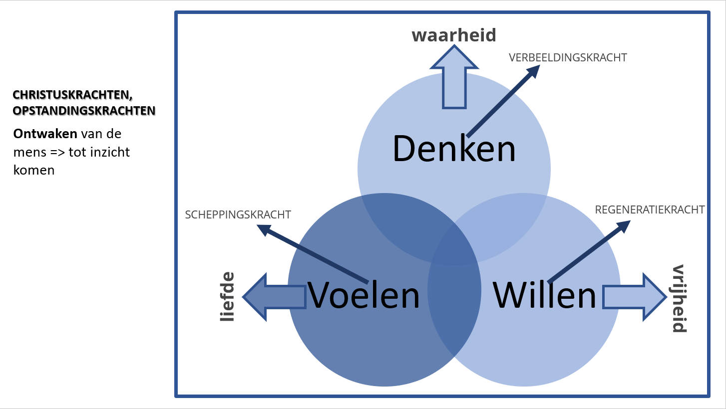 Denken, Voelen En Willen - Dineke Van Kooten